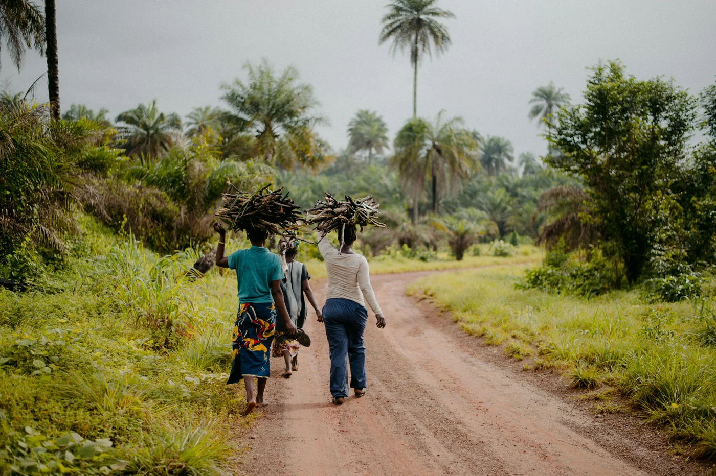 People carrying bundles of firewood along a tree-lined dirt road
